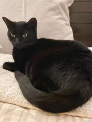 Reunited Female Cat last seen Carastone apmts, 28273, Charlotte, NC 28273
