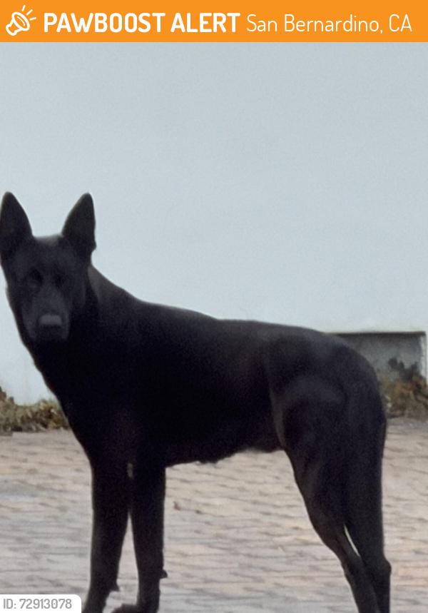 Found/Stray Unknown Dog last seen Birthed and Valencia, San Bernardino, CA 92404