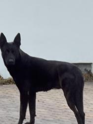 Found/Stray Unknown Dog last seen Birthed and Valencia, San Bernardino, CA 92404
