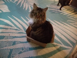 Reunited Male Cat last seen Peyton Rd and Trousdale Ferry Pike, Lebanon, TN 37087