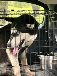 Reunited Male Dog last seen Fm314 & 858, Ben Wheeler, TX 75754