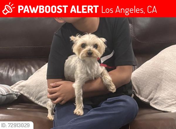 Lost Male Dog last seen Index and Gaviota , Los Angeles, CA 91344