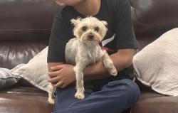 Lost Male Dog last seen Index and Gaviota , Los Angeles, CA 91344