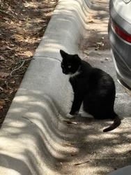 Found/Stray Unknown Cat last seen Infront of Vystar, Oviedo, FL 32765
