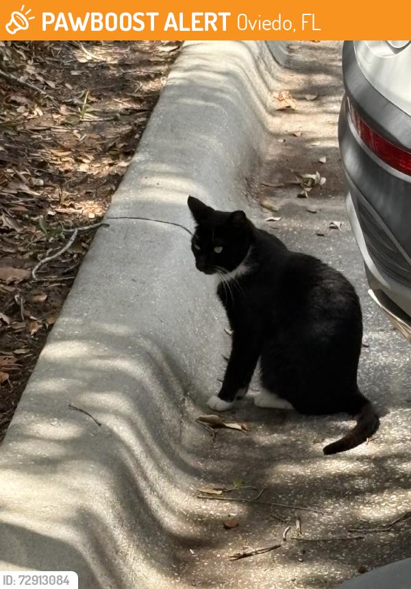 Found/Stray Unknown Cat last seen Infront of Vystar, Oviedo, FL 32765
