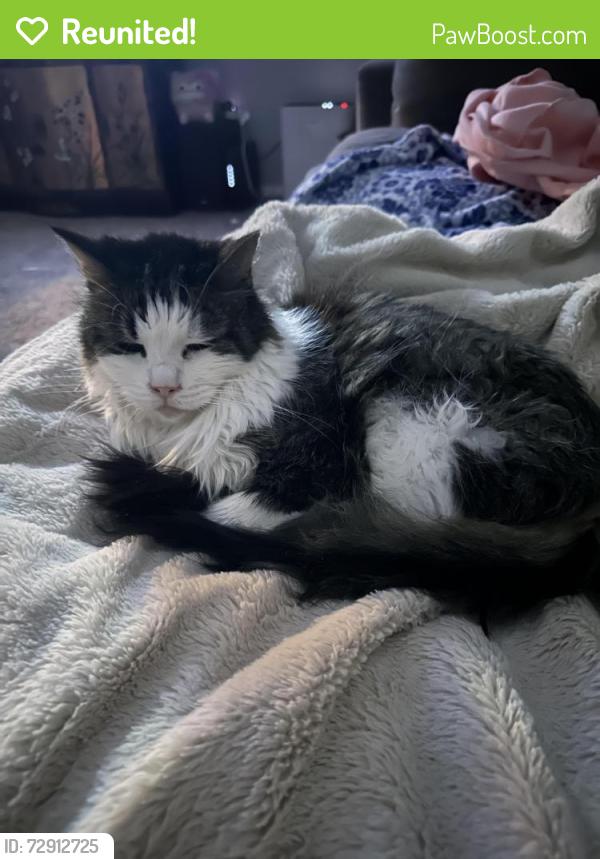 Reunited Male Cat last seen Near E Sandpiper Dr, Boynton Beach, FL 33436