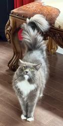 Reunited Female Cat last seen Walkers Line and Dundas Burlington, Burlington, ON L0P