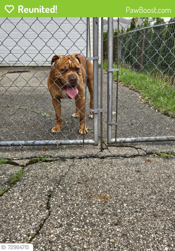 Reunited Unknown Dog last seen Ford and middlebelt, Garden City, MI 48135