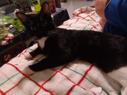 Lost Male Cat last seen Dale st n, Saint Paul, MN 55103