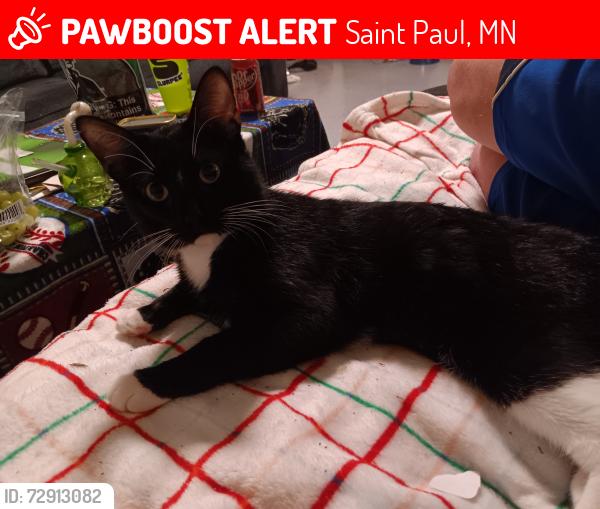 Lost Male Cat last seen Dale st n, Saint Paul, MN 55103