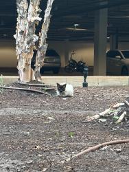 Found/Stray Unknown Cat last seen 36th and Lincoln , Oklahoma City, OK 73105