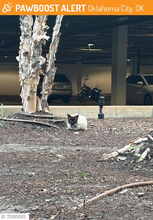 Found/Stray Unknown Cat last seen 36th and Lincoln , Oklahoma City, OK 73105