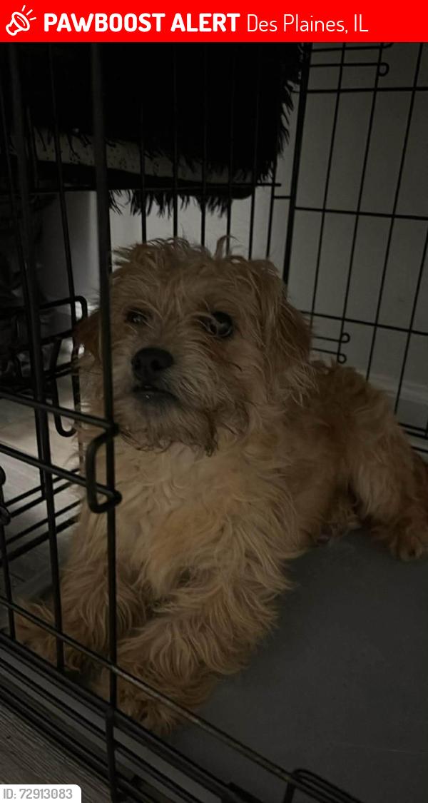 Lost Male Dog last seen W oakton st  , Des Plaines, IL 60018