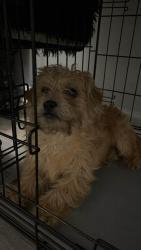 Lost Male Dog last seen W oakton st  , Des Plaines, IL 60018