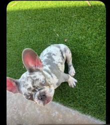 Lost Male Dog last seen 7th Ave n bell, Phoenix, AZ 85023