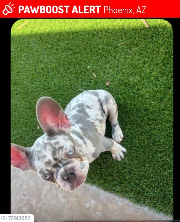 Lost Male Dog last seen 7th Ave n bell, Phoenix, AZ 85023