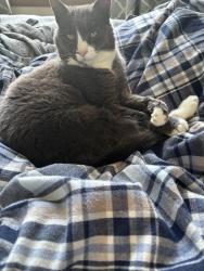 Lost Female Cat last seen Genessee Park, Seattle, WA 98118