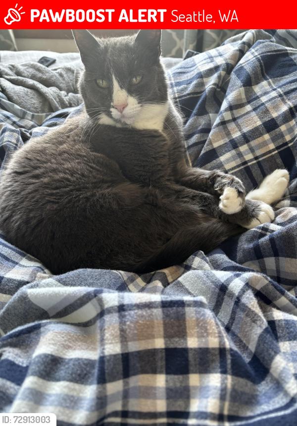Lost Female Cat last seen Genessee Park, Seattle, WA 98118