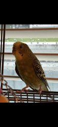 Lost Female Bird last seen Pinewell cres & Ash st / Saunders , Richmond, BC V7A 2C8
