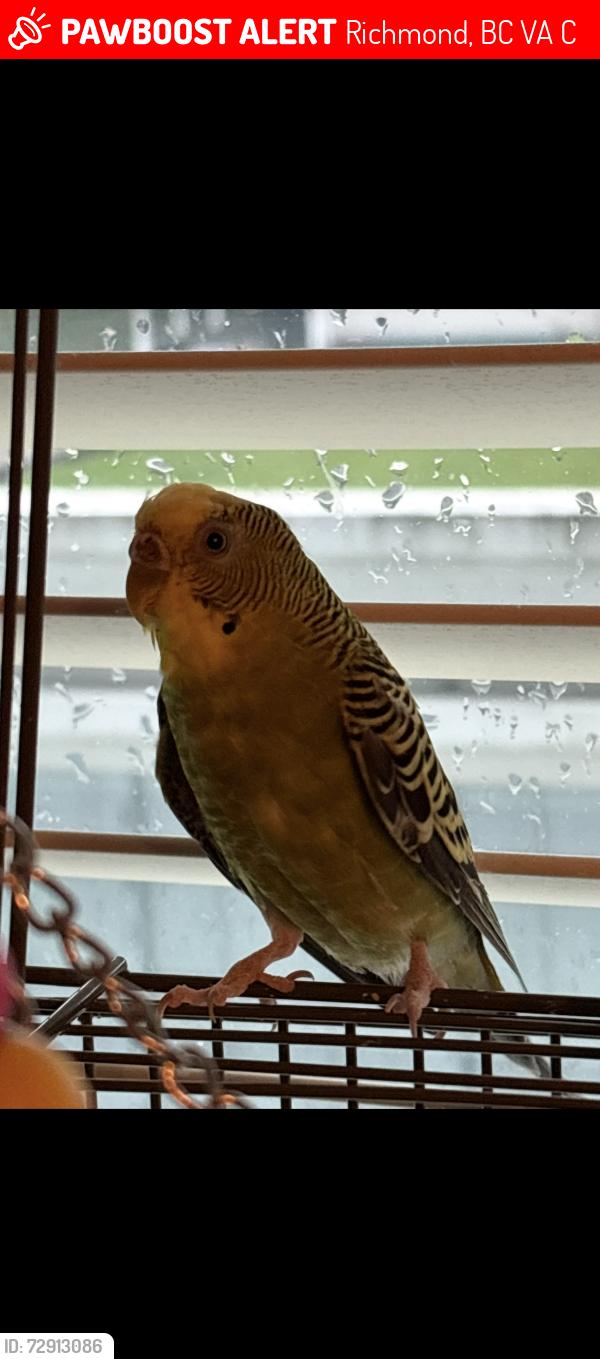Lost Female Bird last seen Pinewell cres & Ash st / Saunders , Richmond, BC V7A 2C8