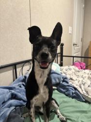 Reunited Female Dog last seen Rosebud church rd - angels attic area, Elm City, NC 27822