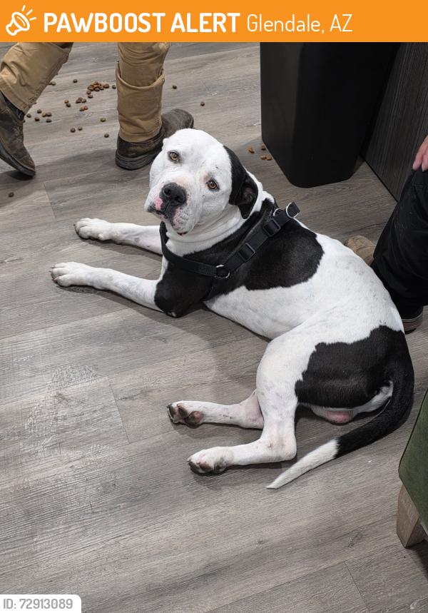 Found/Stray Male Dog last seen Longhaven ests Mobile Home Park, Glendale, AZ 85031
