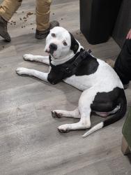 Found/Stray Male Dog last seen Longhaven ests Mobile Home Park, Glendale, AZ 85031