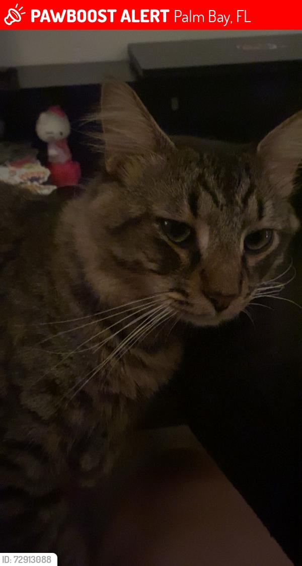 Lost Male Cat last seen Minton rd , Palm Bay, FL 32907