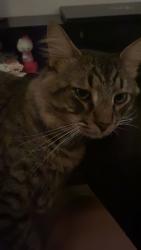 Lost Male Cat last seen Minton rd , Palm Bay, FL 32907