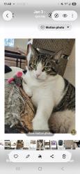 Lost Male Cat last seen Sierra Woods Lane and Miller Road, Carpentersville, IL 60110