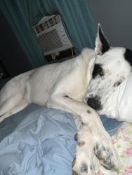 Reunited Female Dog last seen Westside Dr Georgetown rd., Cleveland, TN 37311
