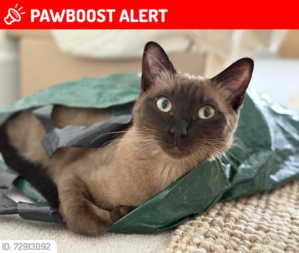 Lost Female Cat last seen Berrywood hosp , Upton, England NN5 4GP