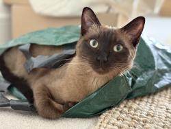 Lost Female Cat last seen Berrywood hosp , Upton, England NN5 4GP