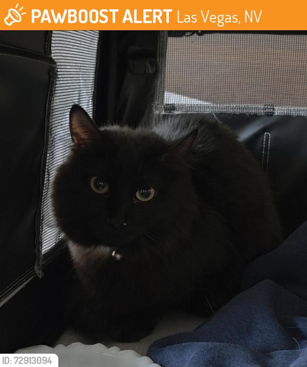 Found/Stray Female Cat last seen Sahara and Eastern , Las Vegas, NV 89121