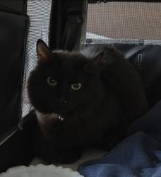 Found/Stray Female Cat last seen Sahara and Eastern , Las Vegas, NV 89121