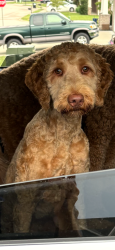 Lost Female Dog last seen hwy 231 , Utica, KY 42376