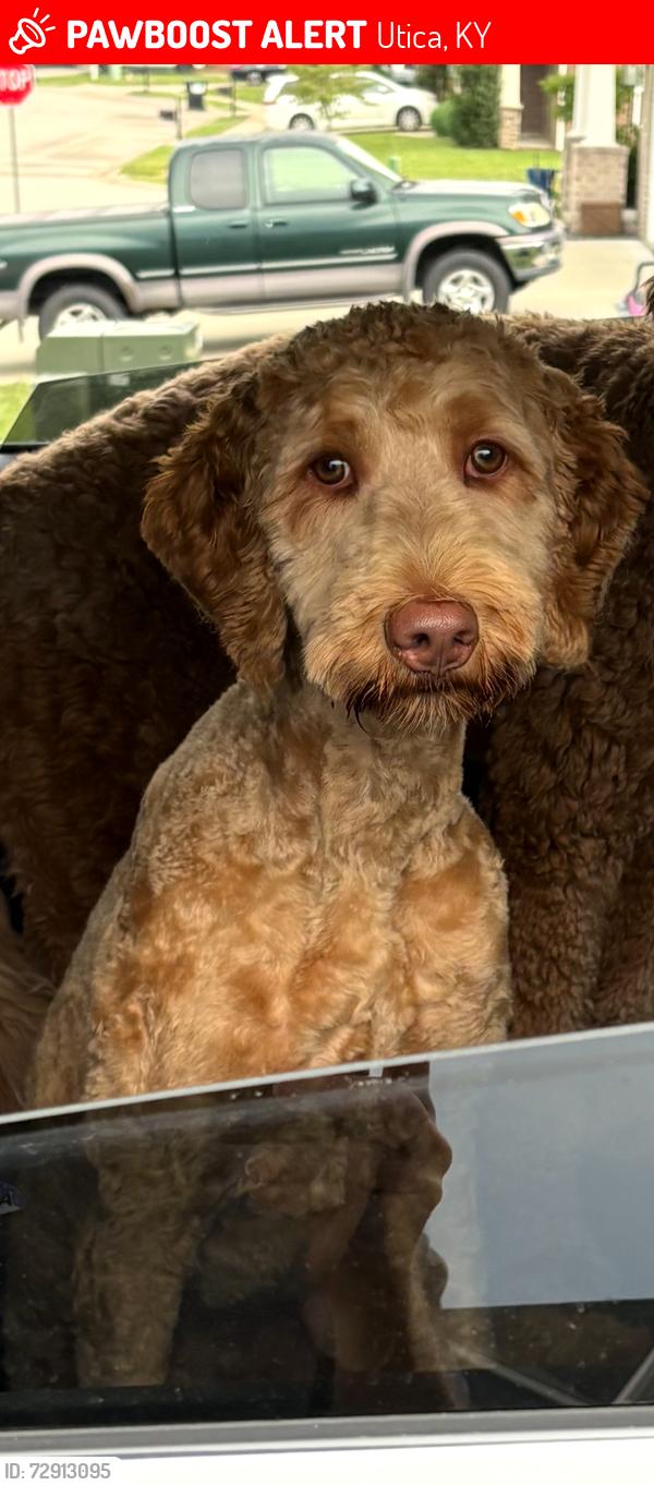 Lost Female Dog last seen hwy 231 , Utica, KY 42376