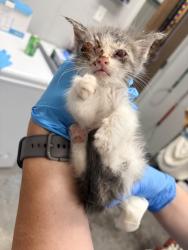 Shelter Stray Male Cat last seen Berkeley County, SC 29445, North Charleston, SC 29406