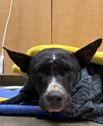 Shelter Stray Male Dog last seen Near Centerville Rd, 29625, Anderson County, SC, Anderson, SC 29622