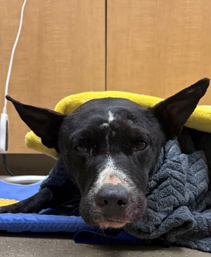 Shelter Stray Male Dog last seen Near Centerville Rd, 29625, Anderson County, SC, Anderson, SC 29622