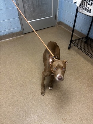 Shelter Stray Female Dog last seen Near Woodbine Ave Atlanta, GA 30317, 30317, GA, Atlanta, GA 30341