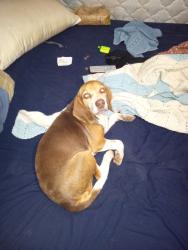 Reunited Female Dog last seen Tasso Ln, Tennessee 37312, USA, Bradley County, TN 37312