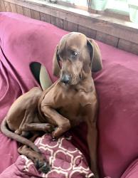 Lost Male Dog last seen Guys & dolls, Covington Township, PA 18444