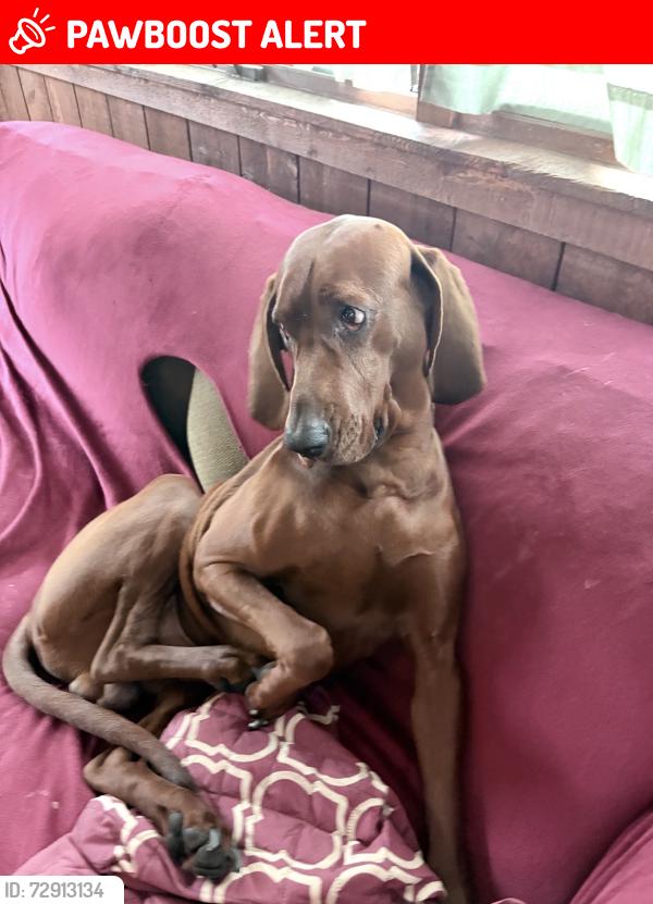 Lost Male Dog last seen Guys & dolls, Covington Township, PA 18444