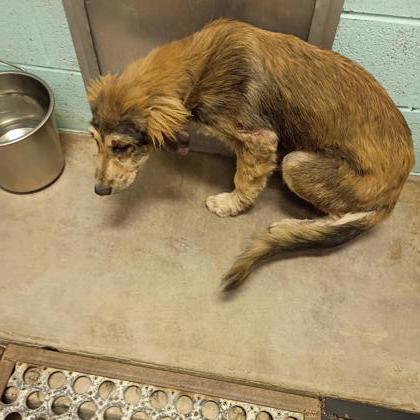 Shelter Stray Female Dog last seen Alvarado, TX 76009, Alvarado, TX 76009