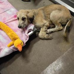 Shelter Stray Male Dog last seen Alvarado, TX 76009, Alvarado, TX 76009
