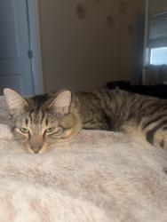 Reunited Male Cat last seen Anitoch Church, Greenville, SC 29605