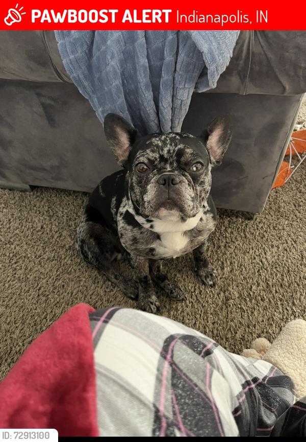 Lost Female Dog last seen 21st and ritter, Indianapolis, IN 46218