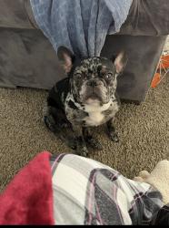 Lost Female Dog last seen 21st and ritter, Indianapolis, IN 46218