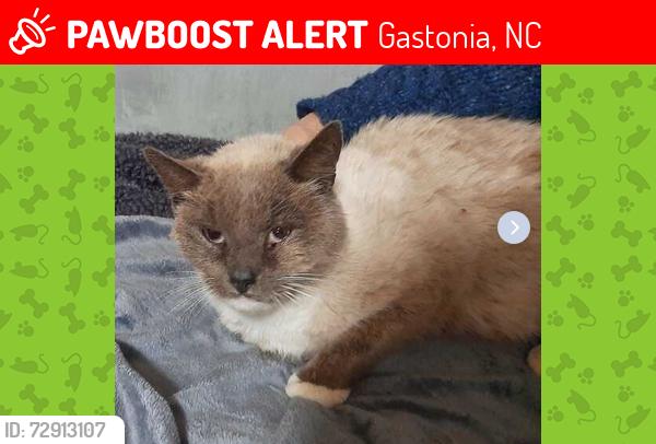 Lost Male Cat last seen Near Farmbrook Road Gastonia, NC (Southgate Subdivision), Gastonia, NC 28056